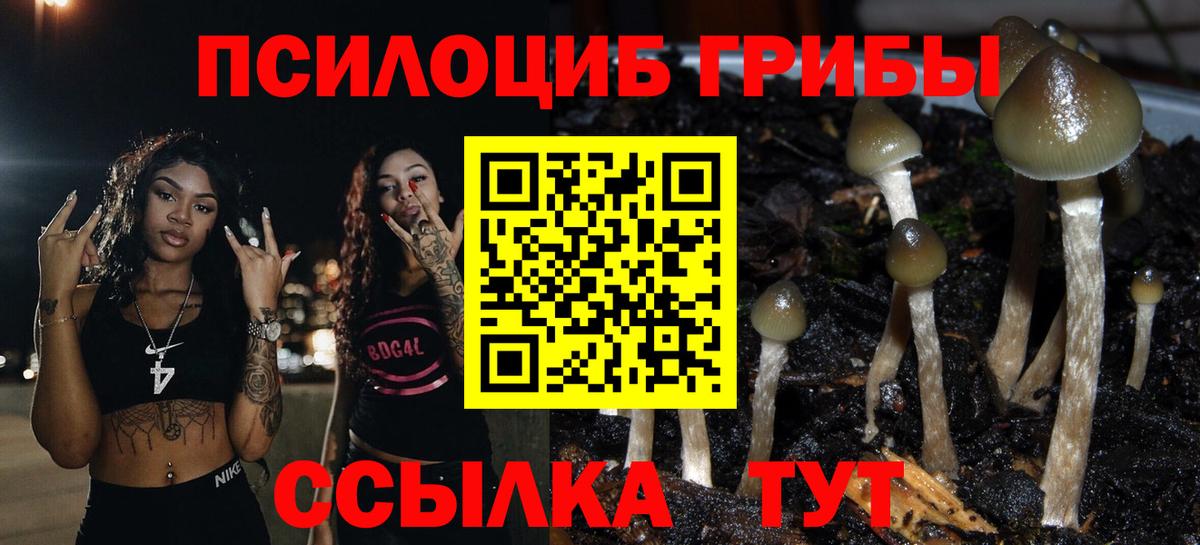 Галлюциногенные грибы Psilocybe Кировск
